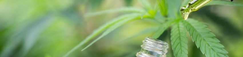 Hemp oil bottle hanging in the marijuana plant